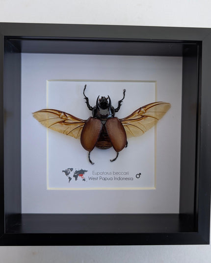 Eupatorus beccarii, the Beccari's horned beetle,  taxidermy beetle, entomology gift, ethically sourced, insect specimen, 6x6
