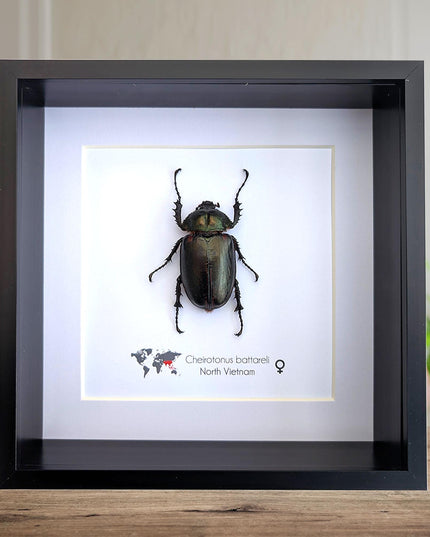 Cheirotonus battareli female, long-arm beetle, Vietnam, entomology present, specimen collection, taxidermi, ethically source, 8x8