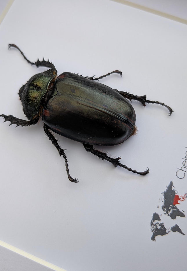 Cheirotonus battareli female, long-arm beetle, Vietnam, entomology present, specimen collection, taxidermi, ethically source, 8x8