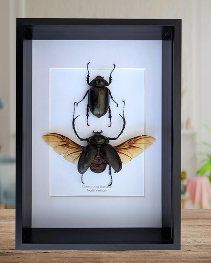 Framed Long-Arm Beetle Taxidermy, Vietnam Entomology Specimen, Ethically Sourced Wall Art