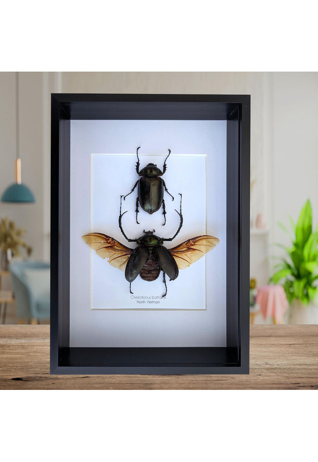 Framed Long-Arm Beetle Taxidermy, Vietnam Entomology Specimen, Ethically Sourced Wall Art