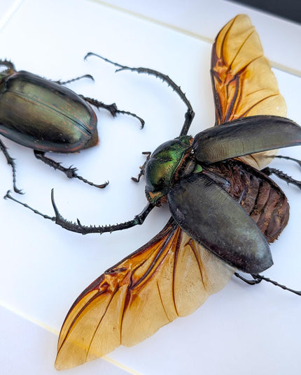 Framed Long-Arm Beetle Taxidermy, Vietnam Entomology Specimen, Ethically Sourced Wall Art