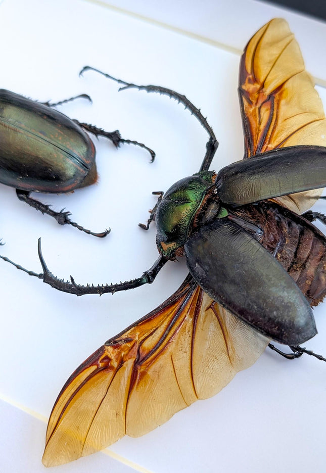 Framed Long-Arm Beetle Taxidermy, Vietnam Entomology Specimen, Ethically Sourced Wall Art