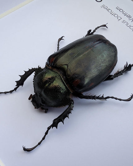 Cheirotonus battareli female, long-arm beetle, Vietnam, entomology present, specimen collection, taxidermi, ethically source, 8x8