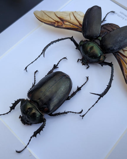 Framed Long-Arm Beetle Taxidermy, Vietnam Entomology Specimen, Ethically Sourced Wall Art