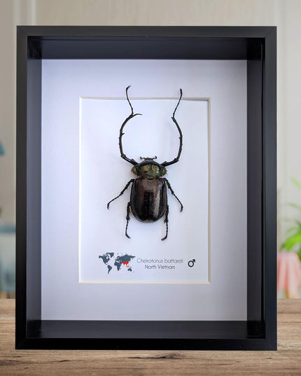 Framed Long-Arm Beetle Specimen: Cheirotonus Battareli, Vietnam, 8x10