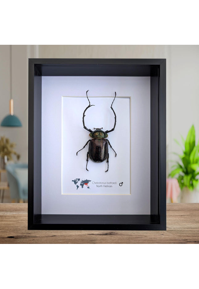 Framed Long-Arm Beetle Specimen: Cheirotonus Battareli, Vietnam, 8x10
