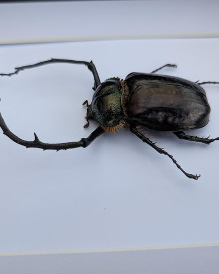Framed Long-Arm Beetle Specimen: Cheirotonus Battareli, Vietnam, 8x10