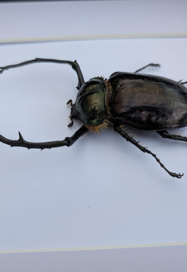 Framed Long-Arm Beetle Specimen: Cheirotonus Battareli, Vietnam, 8x10