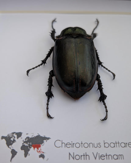 Cheirotonus battareli female, long-arm beetle, Vietnam, entomology present, specimen collection, taxidermi, ethically source, 8x8