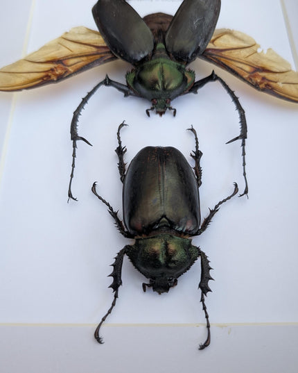 Framed Long-Arm Beetle Taxidermy, Vietnam Entomology Specimen, Ethically Sourced Wall Art