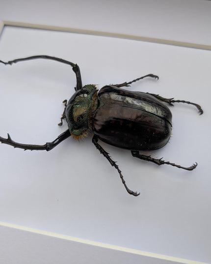 Framed Long-Arm Beetle Specimen: Cheirotonus Battareli, Vietnam, 8x10