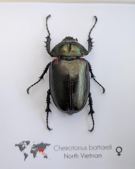 Cheirotonus battareli female, long-arm beetle, Vietnam, entomology present, specimen collection, taxidermi, ethically source, 8x8