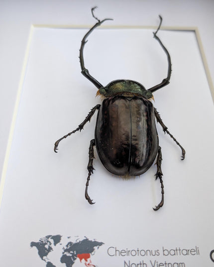 Framed Long-Arm Beetle Specimen: Cheirotonus Battareli, Vietnam, 8x10