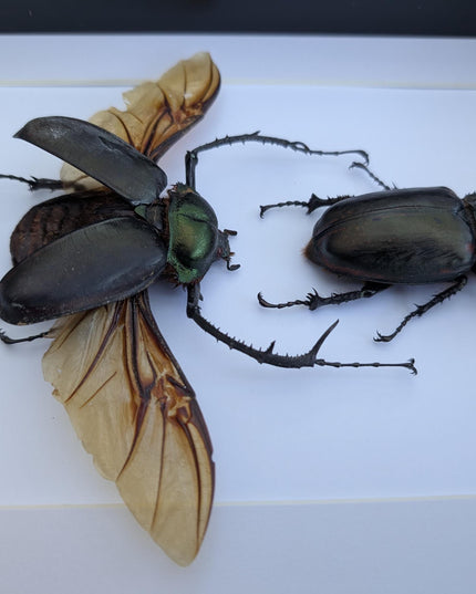Framed Long-Arm Beetle Taxidermy, Vietnam Entomology Specimen, Ethically Sourced Wall Art