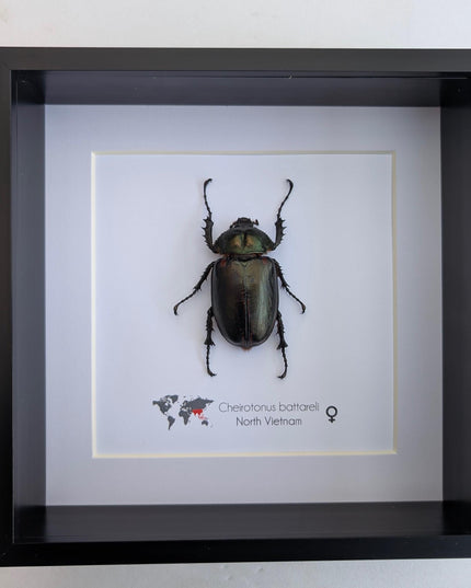 Cheirotonus battareli female, long-arm beetle, Vietnam, entomology present, specimen collection, taxidermi, ethically source, 8x8
