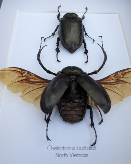 Framed Long-Arm Beetle Taxidermy, Vietnam Entomology Specimen, Ethically Sourced Wall Art