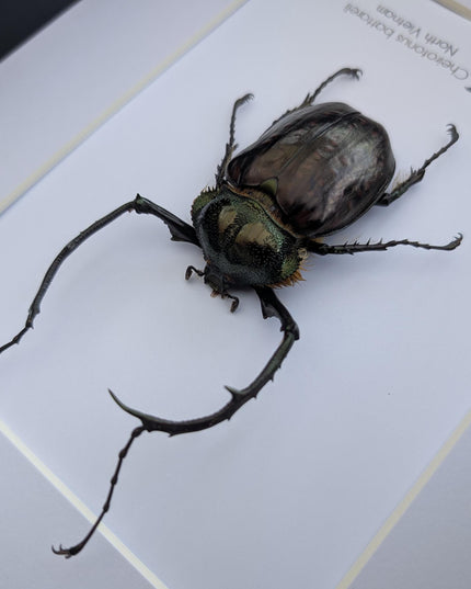 Framed Long-Arm Beetle Specimen: Cheirotonus Battareli, Vietnam, 8x10