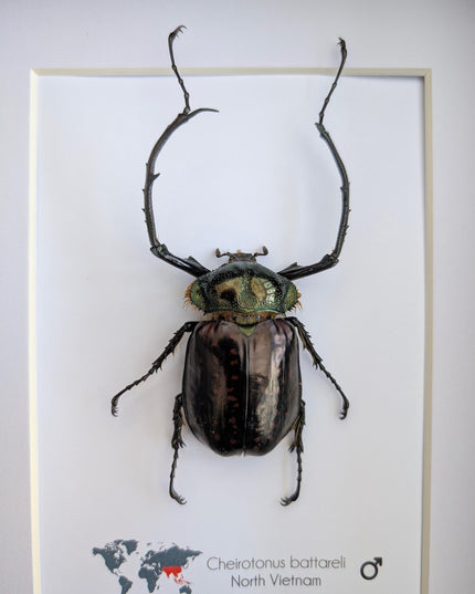 Framed Long-Arm Beetle Specimen: Cheirotonus Battareli, Vietnam, 8x10