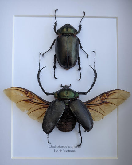 Framed Long-Arm Beetle Taxidermy, Vietnam Entomology Specimen, Ethically Sourced Wall Art