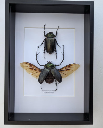 Framed Long-Arm Beetle Taxidermy, Vietnam Entomology Specimen, Ethically Sourced Wall Art