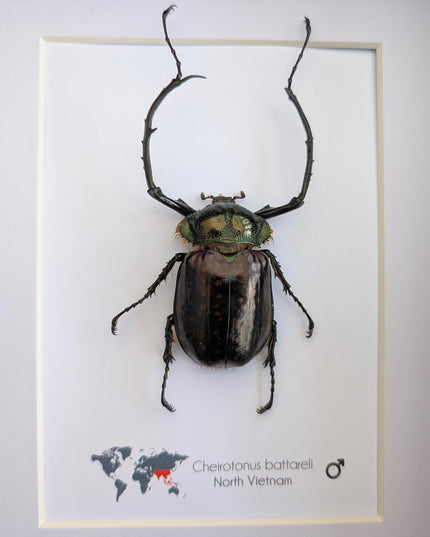 Framed Long-Arm Beetle Specimen: Cheirotonus Battareli, Vietnam, 8x10