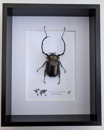 Framed Long-Arm Beetle Specimen: Cheirotonus Battareli, Vietnam, 8x10