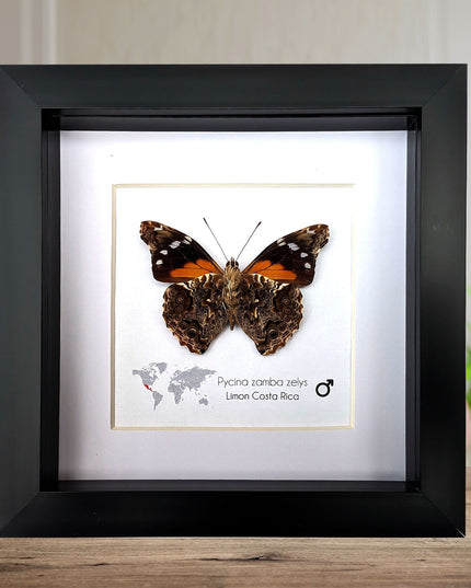 Framed Pycina Zamba Zelis Butterfly: Costa Rican Nature Art