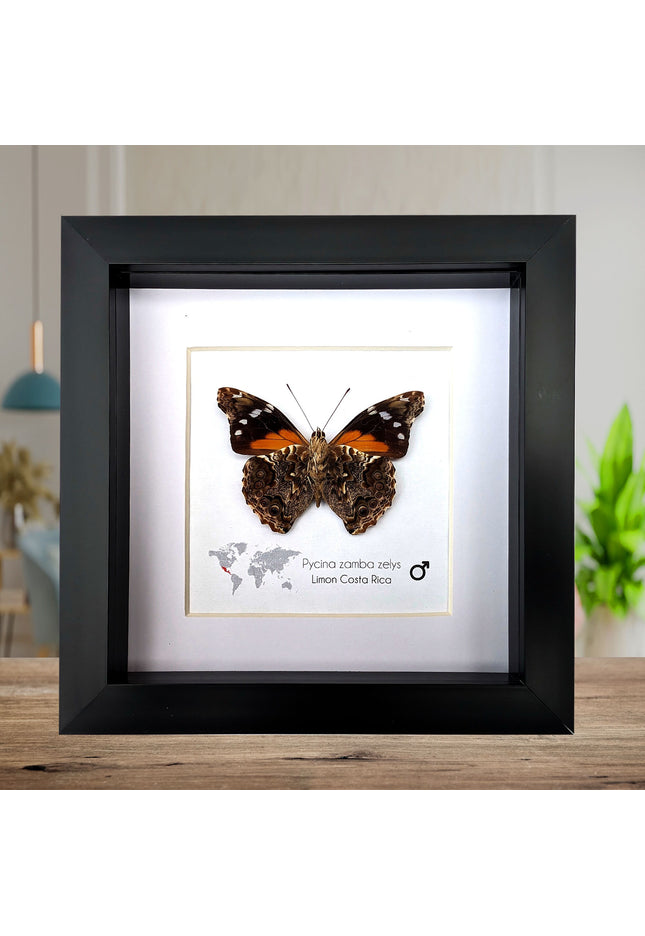 Framed Pycina Zamba Zelis Butterfly: Costa Rican Nature Art