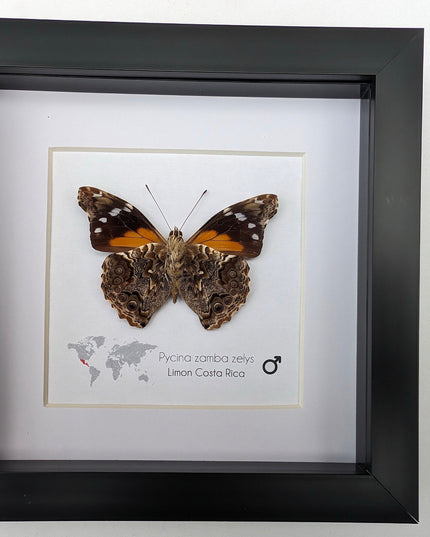 Framed Pycina Zamba Zelis Butterfly: Costa Rican Nature Art