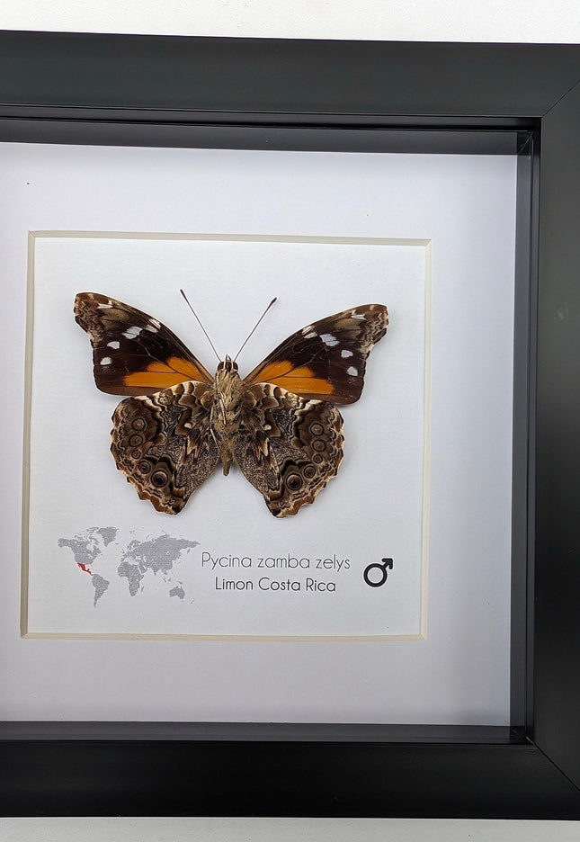 Framed Pycina Zamba Zelis Butterfly: Costa Rican Nature Art