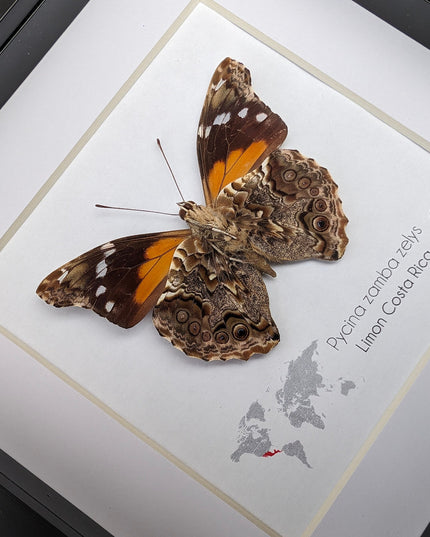 Framed Pycina Zamba Zelis Butterfly: Costa Rican Nature Art