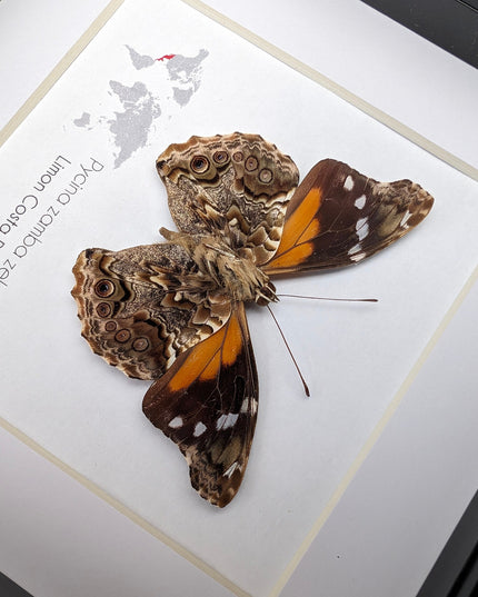 Framed Pycina Zamba Zelis Butterfly: Costa Rican Nature Art