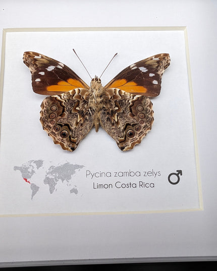 Framed Pycina Zamba Zelis Butterfly: Costa Rican Nature Art