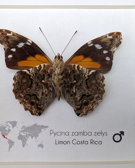 Framed Pycina Zamba Zelis Butterfly: Costa Rican Nature Art
