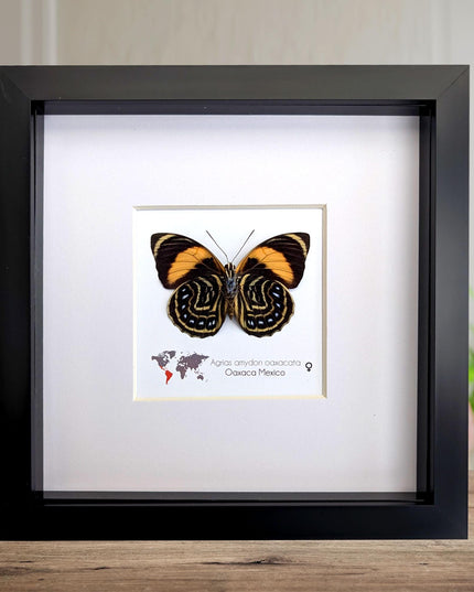 Framed Agrias Amydon Butterfly Display, Ethically Sourced Taxidermy (8x8)