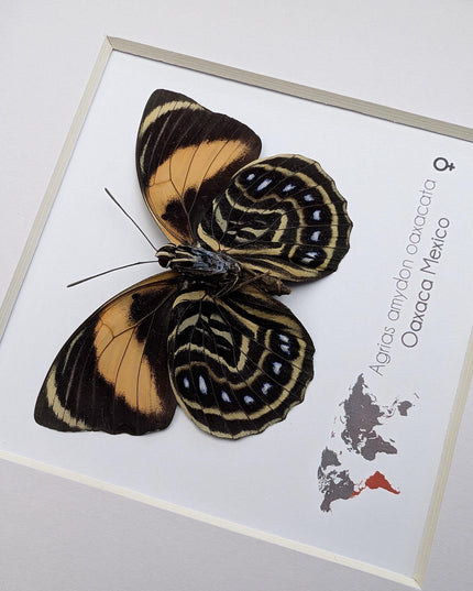 Framed Agrias Amydon Butterfly Display, Ethically Sourced Taxidermy (8x8)