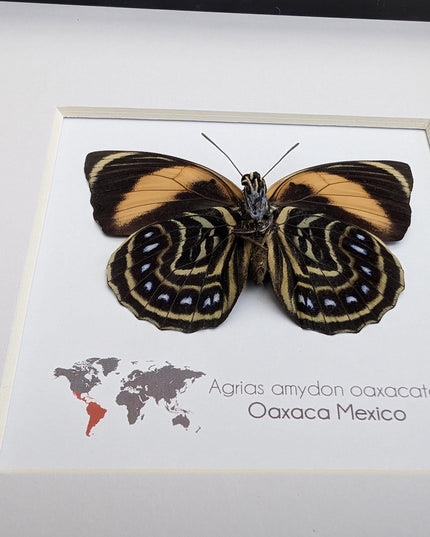 Framed Agrias Amydon Butterfly Display, Ethically Sourced Taxidermy (8x8)