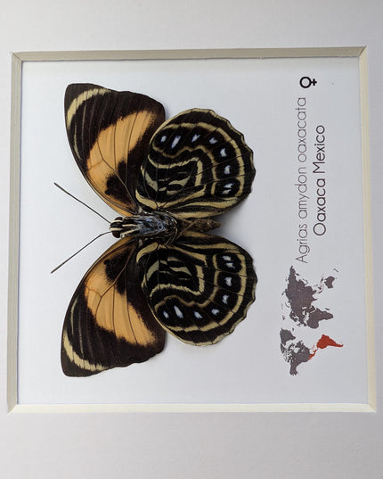 Framed Agrias Amydon Butterfly Display, Ethically Sourced Taxidermy (8x8)