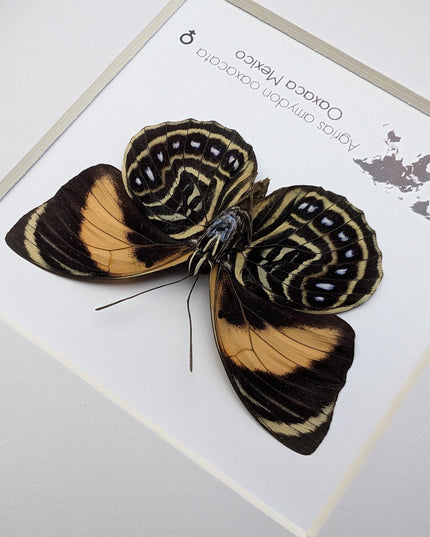Framed Agrias Amydon Butterfly Display, Ethically Sourced Taxidermy (8x8)