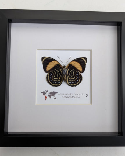 Framed Agrias Amydon Butterfly Display, Ethically Sourced Taxidermy (8x8)