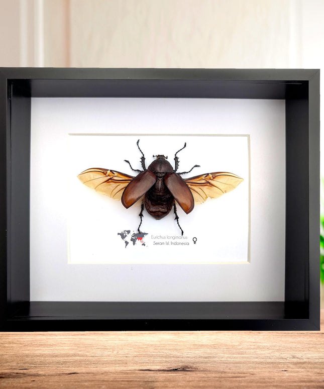 Eurichus Longimanus Beetle Taxidermy: 8x10 Entomology Wall Art
