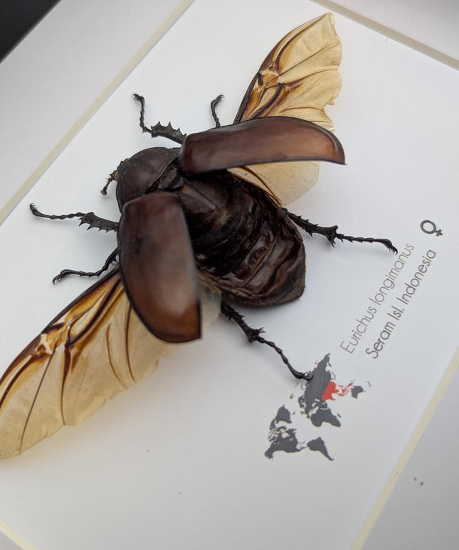 Eurichus Longimanus Beetle Taxidermy: 8x10 Entomology Wall Art
