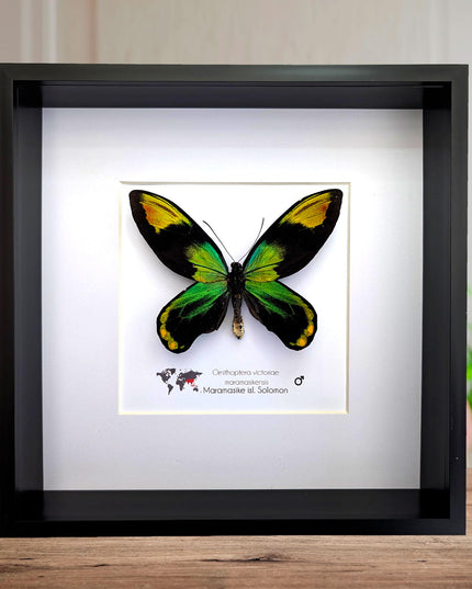 Framed Queen Victoria Birdwing Butterfly: Ornithoptera Victoriae (10" x 10")