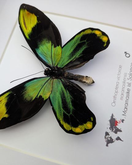 Framed Queen Victoria Birdwing Butterfly: Ornithoptera Victoriae (10" x 10")