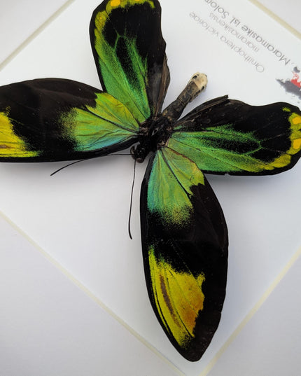 Framed Queen Victoria Birdwing Butterfly: Ornithoptera Victoriae (10" x 10")