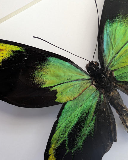 Framed Queen Victoria Birdwing Butterfly: Ornithoptera Victoriae (10" x 10")
