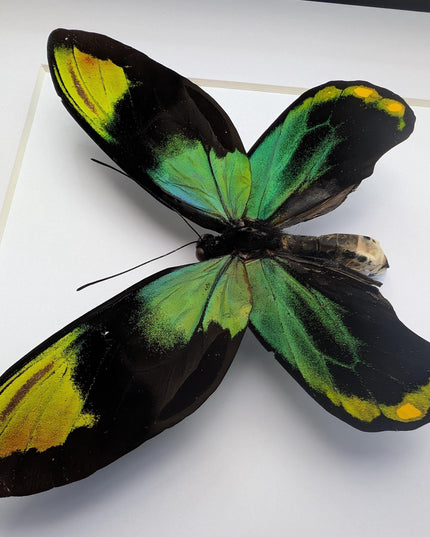 Framed Queen Victoria Birdwing Butterfly: Ornithoptera Victoriae (10" x 10")