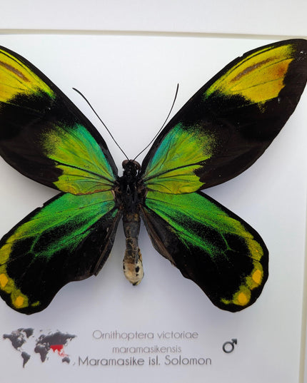 Framed Queen Victoria Birdwing Butterfly: Ornithoptera Victoriae (10" x 10")