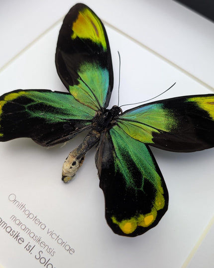 Framed Queen Victoria Birdwing Butterfly: Ornithoptera Victoriae (10" x 10")
